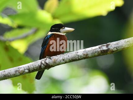 Der rufous-bauchige Rieseneisvogel, Gaudichauds Kookaburra (Dacelo gaudichaud), thront auf einem Zweig, Indonesien, Indonesien, Westneuguinea, Waigeo Stockfoto