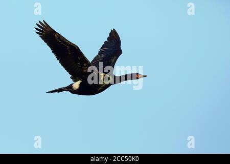 Pelagischer Kormoran (Phalacrocorax pelagicus), Erwachsener im Sommergefieder im Flug, USA, Alaska, Seward Peninsula Stockfoto