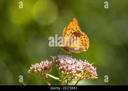 Silbergewaschene Fritillarie (Argynnis paphia), weibliche Nektarsaugung an einem heiligen Seil, Seitenansicht, Deutschland, Bayern Stockfoto