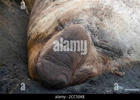 Südliche Elefantenrobbe (Mirounga leonina), schlafender Rüde, Portrait, Australien, Tasmanien, Macquarie Island Stockfoto