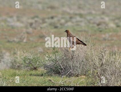 Steppenbussard (Buteo buteo vulpinus), sitzt auf einem ausgedörrten Strauch Stockfoto