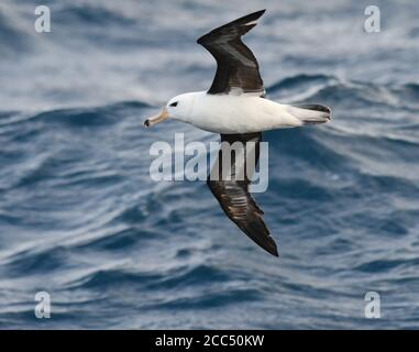 Schwarzbrauenalbatros (Thalassarche melanophris, Diomedea melanophris), ältere unreife Flieger über dem Atlantik nördlich der Antarktis, Stockfoto