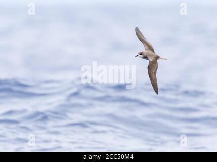 Madeira-Sturmvogel, Zino-Sturmvogel, Freira (Pterodroma madeira), gefährdeter Zino-Sturmvogel im Flug über den Atlantik, Portugal, Madeira Stockfoto