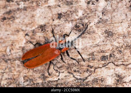 Netzflügelkäfer (Lygistopterus sanguineus), sitzt auf einem Stein, Deutschland Stockfoto