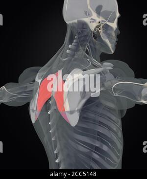 Anatomiedarstellung des Rhomboiden major.Röntgenscan des menschlichen Muskelkörpers. 3D-Illustration. Stockfoto