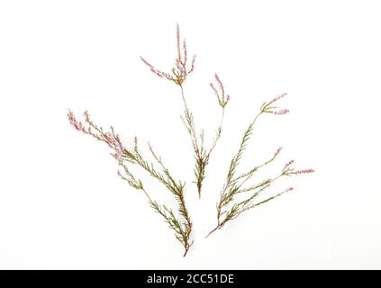 Zweige von Heidekraut mit hellen rosa Blüten auf einem weißen Hintergrund Stockfoto