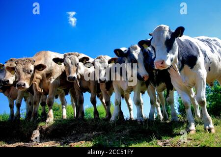 Reihe von Kühen im Amber Valley, Ambergate Stadt, Derbyshire, England, Großbritannien Stockfoto