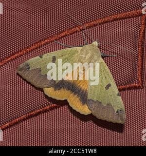 Makro einer großen bunten grünen eintönigen Ophiusa tirhaca Motte Ruht auf einem rostfarbenen Rucksack mit ausgebreiteten Flügeln Bis 6 Zentimeter Stockfoto