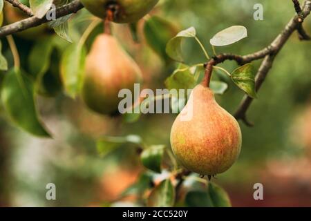 Grüne reife Birnen Früchte von Pyrus auf Baum im Sommer Gemüsegarten Stockfoto