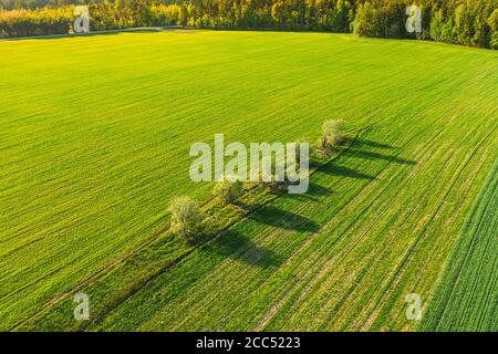 Luftaufnahme Der Landwirtschaftlichen Landschaft Mit Bäumen Im Frühjahr Feld, Sommer Wiese. Schöne grüne Gras ländliche Landschaft in Vogelperspektive Stockfoto