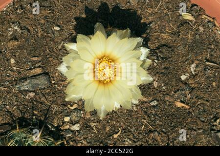 Nahaufnahme eines Gelben Nashorn Seeigel Coryphantha cornifera Kaktusblüte Zeigt Detail der Blume mit der Pflanze darunter versteckt Stockfoto