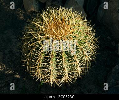 Ein junger goldener mexikanischer Fasskaktus Echinocactus grusonii wächst in Ein Wüstenlebensraum Garten von der untergehenden Sonne und beleuchtet Eingerahmt von tief schattigen Felsen Stockfoto