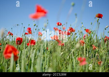 Feld mit rotem Mohn, das sanft im Wind weht. Die leuchtend roten Blütenblätter des Mohns heben sich deutlich von den üppig grünen Stielen und dem klaren Himmel ab Stockfoto