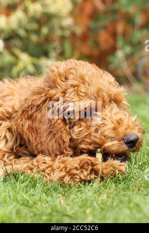 Golden Doodle Hund Stockfoto