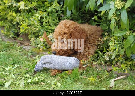 golden Doodle Kauen einer Socke Stockfoto