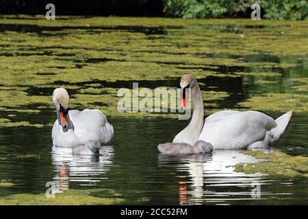 Stumme Schwäne und Cygnet am See Stockfoto