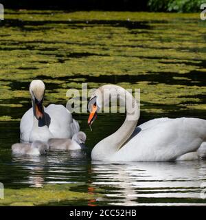 Stumme Schwäne und Cygnet am See Stockfoto