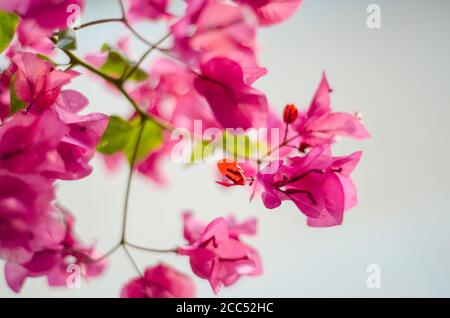Nahaufnahme blühender rosafarbener Bougainvillea-Blüten vor einem verschwommenen, sonnigen Hintergrund, die ihre lebendige Farbe und zarte Textur zeigen Stockfoto