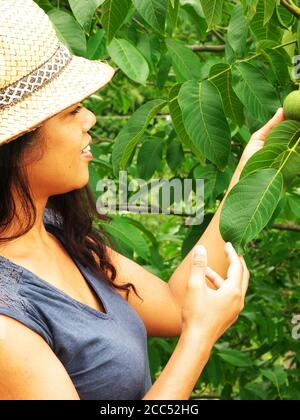 Nahaufnahme einer afro-asiatischen Frau, die Früchte von einem Baum pflückt. Stockfoto