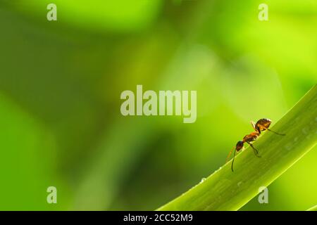 Makro-Aufnahme einer Ameise auf einer Pfingstrose Knospe, Sommer Pflanzen, Hintergrund. Weich verschwommen Fokus. Bokeh Stockfoto