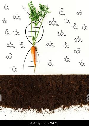 Collage mit gentechnisch veränderten Karotten, Erde, DNA-Helix und Molekülen auf weißem Hintergrund Stockfoto