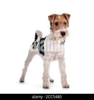 Cute Fox Terrier Hund Welpen stehen nach vorne. Blick geradeaus neben die Kamera mit neugierigen dunklen Augen. Isoliert auf weißem Hintergrund. Stockfoto