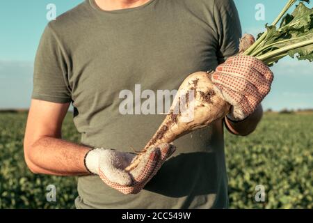 Männlicher Bauer posiert im Zuckerrübenfeld, Beta vulgaris Anbau Stockfoto