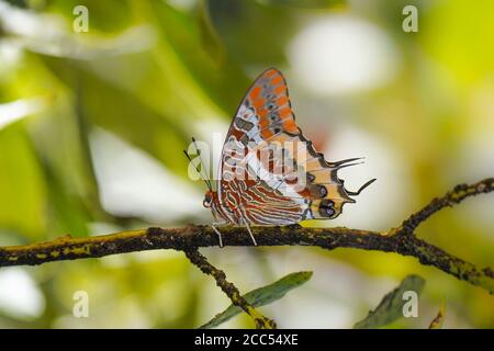 Zweischwanziger Pascha-Schmetterling (Charaxes jasius), der auf einem Zweig der Lorbeer-Bucht, Andalusien, Spanien, ruht. Stockfoto