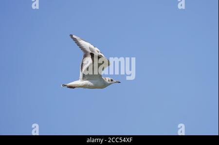 Schwarzkopfmöwe im Flug, Chroicocephalus ridibundus, juvenile, Andalusien, Spanien. Stockfoto