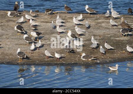 Gemischte Möwenschar auf einer schlammig ruhenden, Guadalhorce Reserve, Malaga, Andalusien, Spanien. Stockfoto