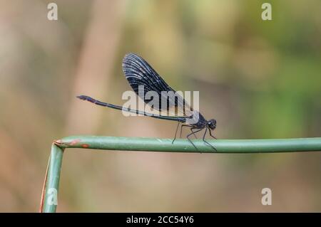 Kupferdamselfly 'Calopteryx haemorrhoidalis', männlich, Spanien. Stockfoto