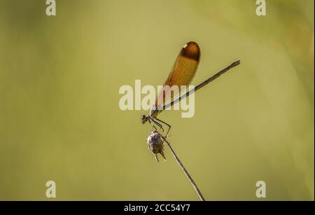 Kupferdamselfly 'Calopteryx haemorrhoidalis', weiblich, Spanien. Stockfoto