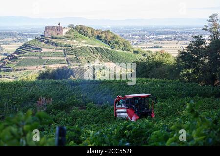 Staufen Im Breisgau, Deutschland. August 2020. Ein sogenannter Vollernteer fährt durch einen Weinberg und erntet die dort angebauten Trauben von den Reben, während im Hintergrund das Schloss Staufen, das Rheintal und die französischen Vogesen zu sehen sind. Die Weinlese in Baden beginnt. Solaris ist eine der ersten Sorten, die geerntet werden. Die Trauben werden hauptsächlich für die Herstellung des sogenannten Neuen Weins verwendet, der traditionell im Herbst serviert wird. Quelle: Philipp von Ditfurth/dpa/Alamy Live News Stockfoto