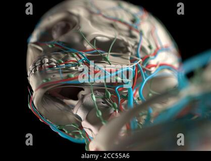 Anatomiedarstellung des menschlichen Gefäßsystems. Schultern, Hals, Kopf. Muskulär, Skelett. 3D-Illustration. Stockfoto