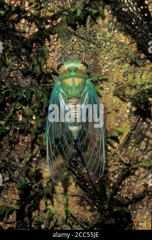 Cicada, (Familie: Cicadidae), Sabah, Borneo Stockfoto