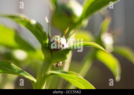 Makro-Aufnahme einer Ameise auf einer Pfingstrose Knospe, Sommer Pflanzen, Hintergrund. Weich verschwommen Fokus. Bokeh Stockfoto