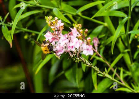 Nahaufnahme einer gemeinen Carder Biene auf einer violetten Linaria Purpurea „Canon went“ (lila Toadflax) Stockfoto
