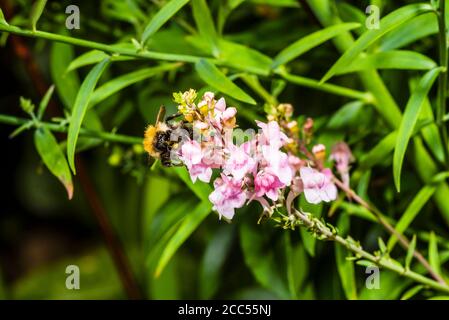 Nahaufnahme einer gemeinen Carder Biene auf einer lila/rosa Linaria Purpurea „Canon went“ (lila Toadflax) Stockfoto