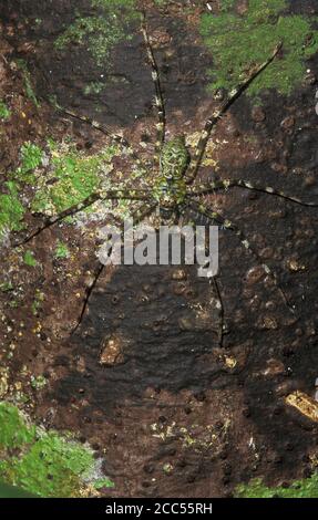 Weibliche Lichen Huntsman Spider (Panderceres sp.) auf Baumstamm, Sabah, Borneo Stockfoto