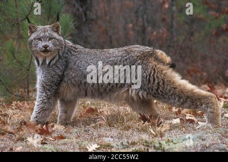Lynx (Lynx canadensis) Minnesota, USA, kontrollierte Situation Stockfoto