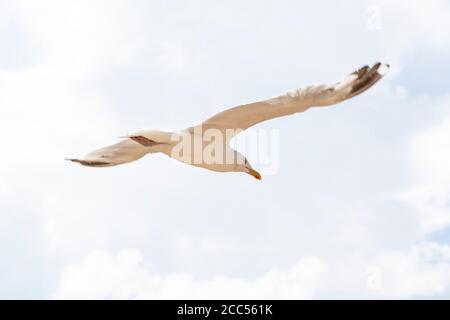 Möwe im Flug Stockfoto