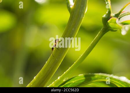 Makro-Aufnahme einer Ameise auf einer Pfingstrose Knospe, Sommer Pflanzen, Hintergrund. Weich verschwommen Fokus. Bokeh Stockfoto