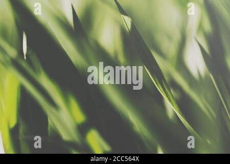 Nahaufnahme eines sonnenbeschienenen Grasrasen Stockfoto