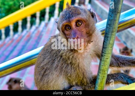 Junge Krabben essen Macaque (Macaca fascicularis) auf der Treppe des Khao Takiab Tempel, Hua hin, Thailand Stockfoto