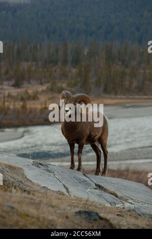 Big Horn Schaf (Ovis canadensis) Stockfoto