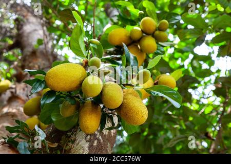 Jackfruit Baum mit großen reifen Früchte in Indien Stockfoto