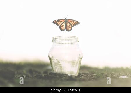 Schmetterling fliegt schnell weg von dem Glas, in dem Sie war gefangen Stockfoto