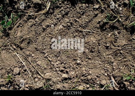 Textur von trockenem Ackerboden. Alles trocken. Stockfoto