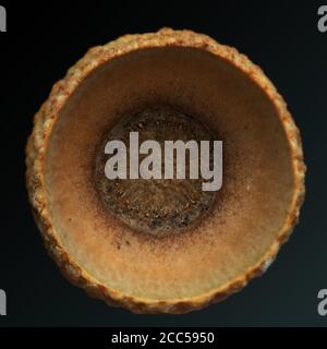 Acorn Cup in Makro mit schwarzem Hintergrund Stockfoto