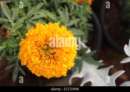 Gelbe Ringelblume, Tagesetes erecta, mexikanische Ringelblume, Azteken Ringelblume, afrikanische Ringelblume auf weißem Hintergrund. Sommer, Frühling. Stockfoto